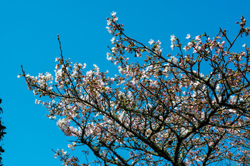 深泉寺の枝垂れ桜