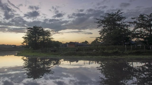 Timelapse sunrise at a buffalo yard beside river near Malay Village at Malaysia.