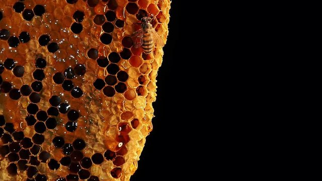 Close up of fresh honey dripping from honeycomb with bee on black background.