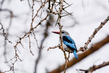 Bird in Uganda