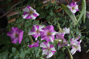 Flowers in the garden in Spring time, Petunia in the garden, Petunia in a pot, Petunia and blurred background, Close Up of Petunia flower