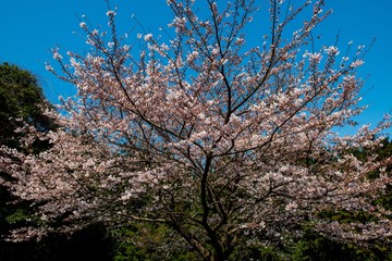 八面山の桜