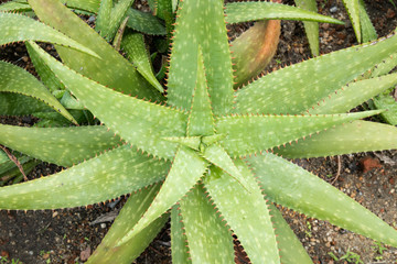 close up of aloe vera plant on soil