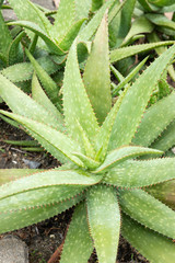close up of aloe vera plant on soil