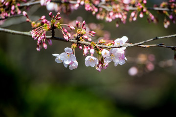 Fototapeta na wymiar 八面山の桜