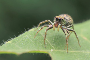 spider eye black