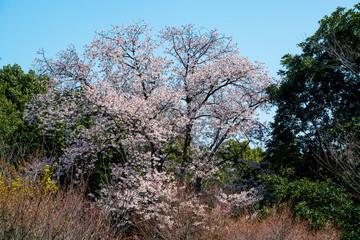 八面山の桜