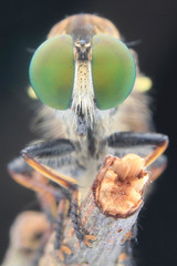 eye animal robberfly