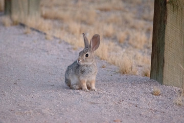 Small bunny