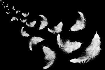 white feathers float in the dark.