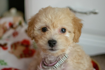 Poodle mix puppy headshot