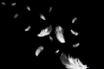 Obraz premium Abstract Down Feathers. Group of White Bird Feathers Falling in The Air. Swan Feather on Black Background. 