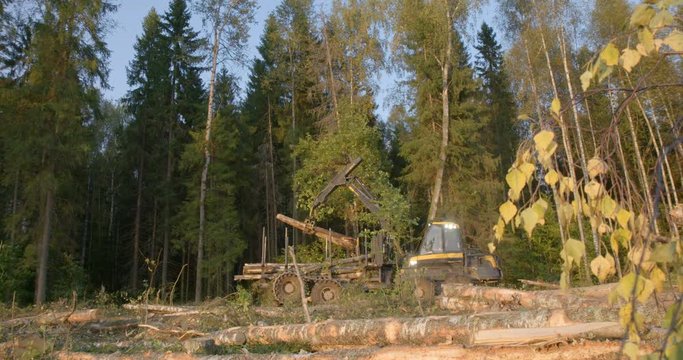 The logging machine seizes the trunks of felled trees with a metal grab and folds them into their bodies for transportation to the woodworking plant