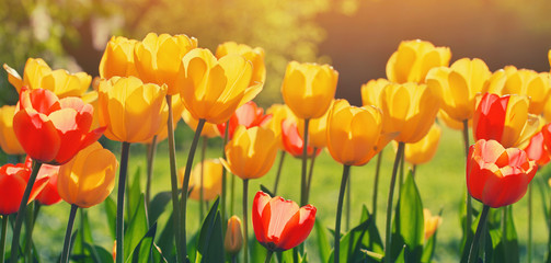 Group of colorful tulip. red, pink, coral yellow flower in garden lit by sunlight. Soft selective focus close up, toning. Bright colorful tulip photo on thrive green background. Panorama banner floral