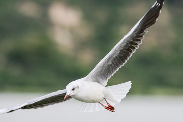 Bird in Uganda