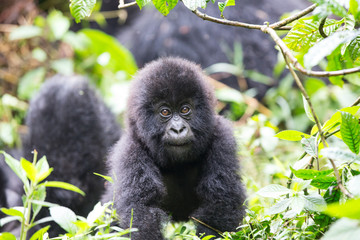 Baby Mountain Gorilla (Gorilla beringei beringei)  being playful in the jungle of Rwanda. © Grantat