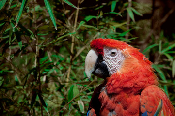 Aves Guacamaya 