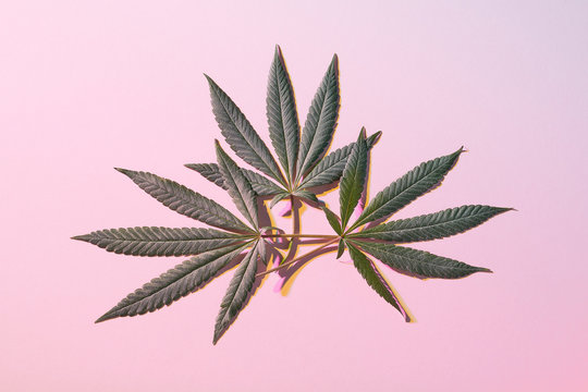 Group of 3 Cannabis Leaves from Marijuana Plant on Pink Color Background Shot Overhead Top Down
