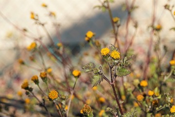コセンダングサ