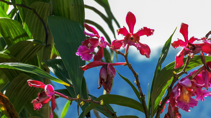Plakat orchids growing at the ruins at machu picchu