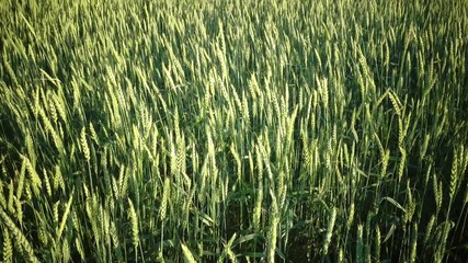 Wind the Panorama swings ears of green wheat in summer sunny day,dolly shot