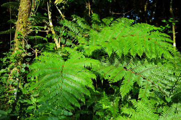 fern leaves and trees in rainforest