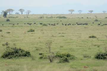 Fototapeta na wymiar Landscape in Uganda