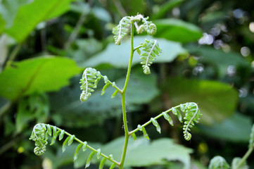 Obraz premium fern plant unrolling in rainforest