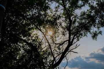 silhouette of tree with blue sky in background