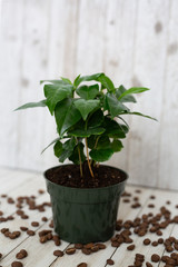 Coffee Tree Shrub Plant
