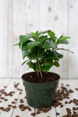 Coffee Tree Shrub Plant