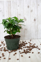 Coffee Tree Shrub Plant