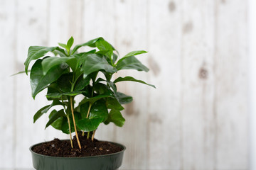 Coffee Tree Shrub Plant