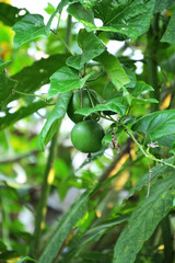 passion fruit and branches in rainforest