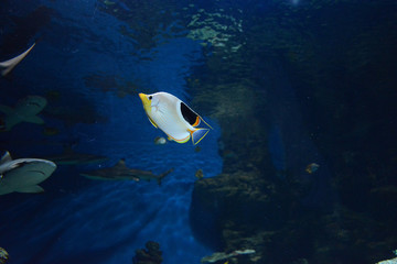 exotic fish in blue water photo image