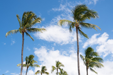 Fototapeta premium Tropical palm trees against the blue sky with scattered white clouds.