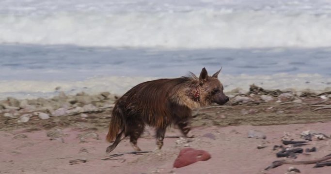 4K close-up view of a Brown Hyena walking along the coast line looking for food in the Skeleton Coast National Park, Namibia