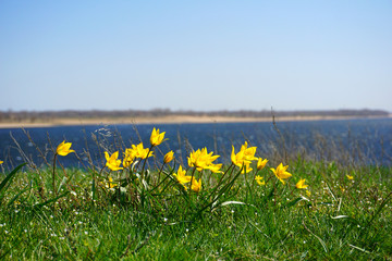 yellow flowers on the field