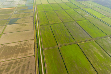 The rice fields are flooded with water. Flooded rice paddies. Agronomic methods of growing rice in the fields.