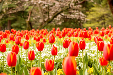 別府公園のチューリップ