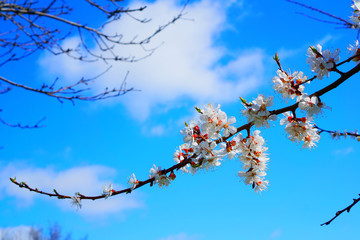 branch of cherry tree