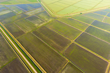 The rice fields are flooded with water. Flooded rice paddies. Agronomic methods of growing rice in the fields.