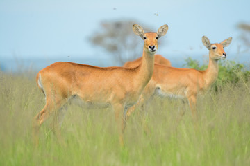Naklejka na ściany i meble Antilope in Safari in Africa