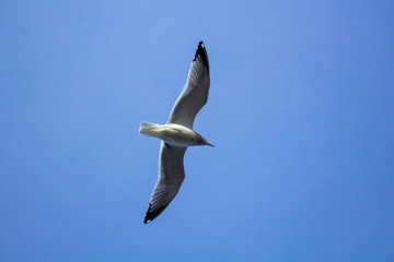 Seagull flying in the sky
