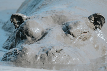 hypopotamus mud in Safari portrait