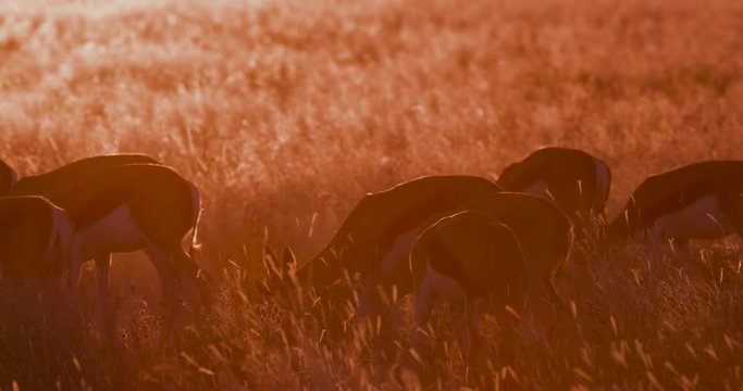 4K view of springbuck grazing at sunset in the bushveld, Etosha National Park, Namibia