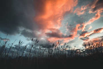 Wheat field during the sunset with dramatic clouds