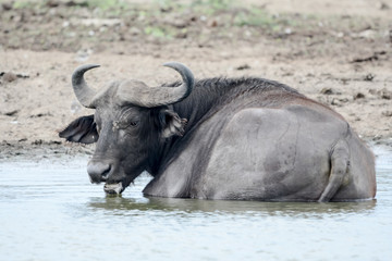 Buffalo in Safari in Africa