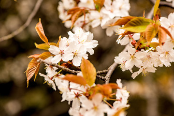 南立石公園の桜