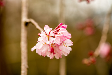 Obraz premium 南立石公園の桜